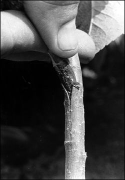 Insert bud into T-shaped cut